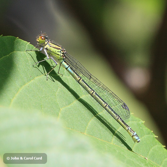 IMG_0814 Erythromma lindenii female.JPG